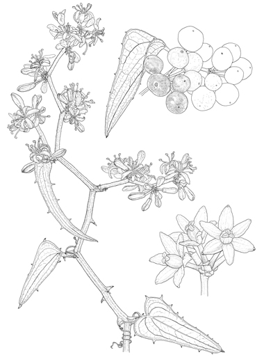 Smilax aspera